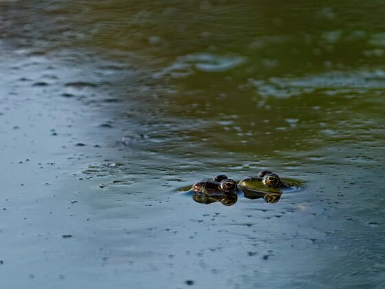 青蛙特写镜头沼泽青蛙pelophylaxridibundus在欧洲的湖泊草爬行动物湖