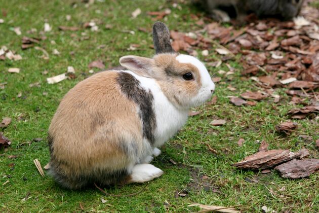 小院子里兔子的选择性聚焦镜头庭院动物花园