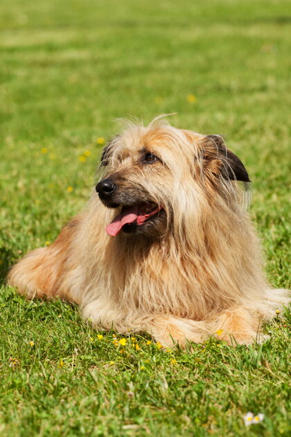 朋友类似的阿普索狗在绿草中的画像快乐狗狗