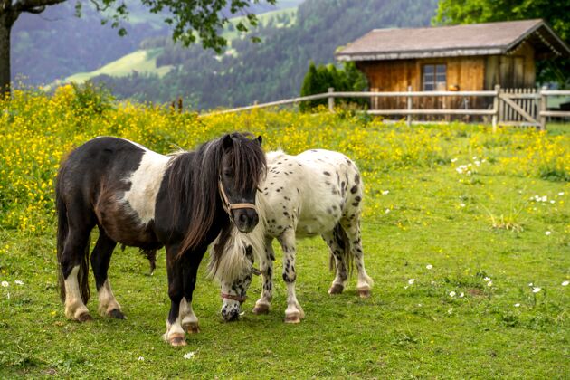 乡村两匹小马站在草地上的美丽照片 后面是一座房子和群山夫妇田野阳光