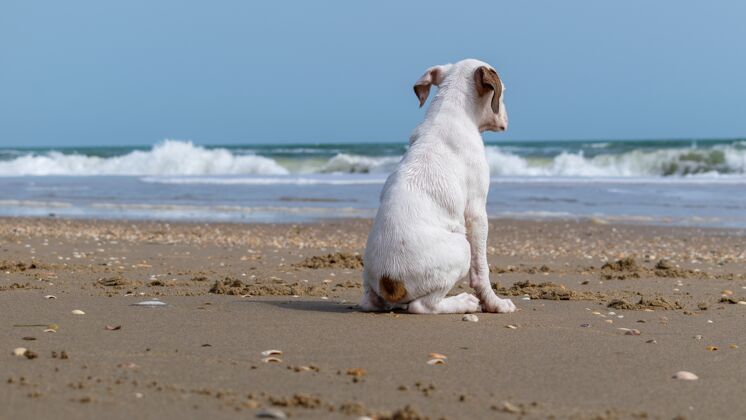 海洋白狗围坐在沙滩上 阳光下的大海-孤独的概念海岸孤独海滩