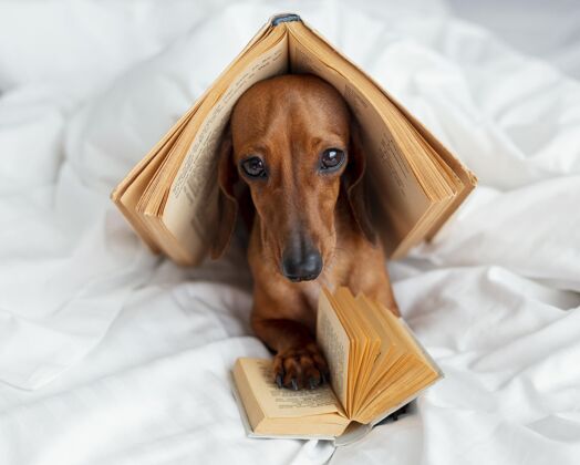 可爱可爱的狗和书在床上排列阅读教育