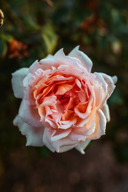 关闭一个惊人的奶油粉色玫瑰花特写镜头开花玫瑰开花
