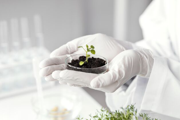 科学家把植物放在培养皿里科学研究实验室