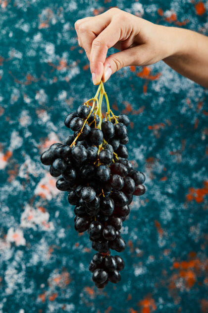 食物拿着蓝色背景的黑葡萄高质量的照片水果成熟多汁