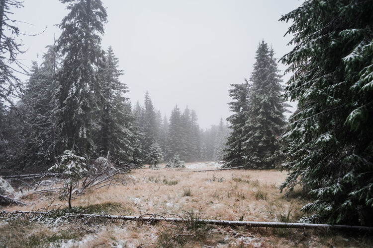 森林美丽的冬季雾林拍摄霜冻雾冰
