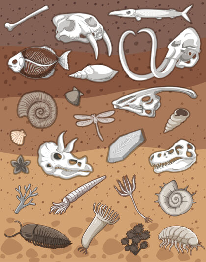 地面地下有许多化石卡通恐龙骨架