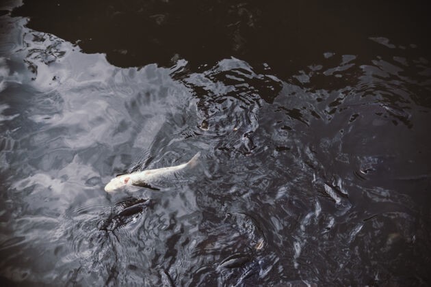 日本湖上的白鱼动物池塘涟漪