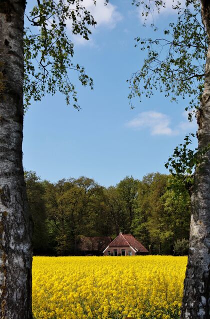 天空荷兰一片花草树木覆盖的田野里 一座漂亮房子的垂直镜头草秋天花园
