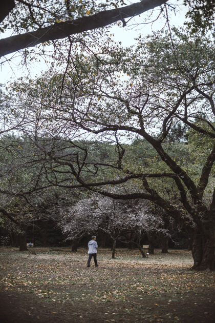 日本白天站在树间的人自然人树
