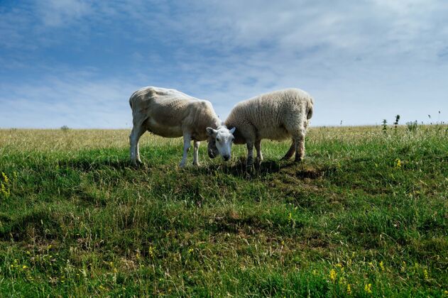 风景羊白天在绿野里吃草风景自然土地
