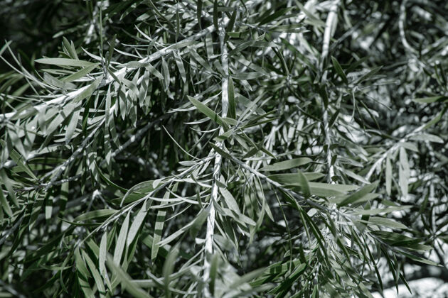 树枝天然橄榄树叶炎热气候下的植被概念自然季节橄榄