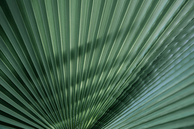 棕榈特写绿叶纹理 直线绿色棕榈叶背景 全帧拍摄异国情调树叶几何