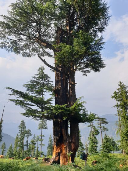 场景一个旅行者站在森林里的一棵大树旁欣赏美丽景色的垂直镜头森林草树
