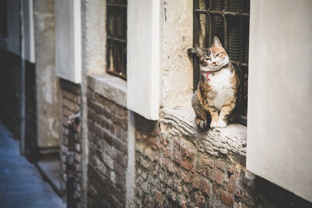 城市漂亮的毛茸茸的家猫坐在窗户边 砖墙上有栅栏运河砖国内
