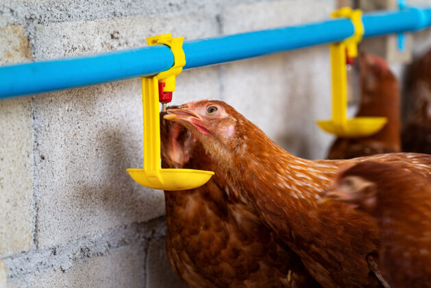 有机鸡在农场用乳头喝水饲料笔农业