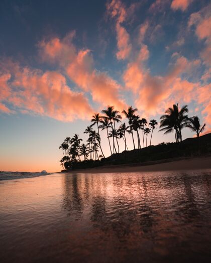 天气棕榈树和粉色云朵的海景自然云景日出