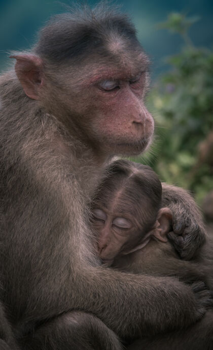 大自然母猴抱着她的孩子动物宝贝孩子