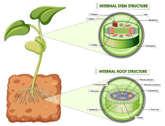 图表显示茎和根结构的图表景观交通工具生物学