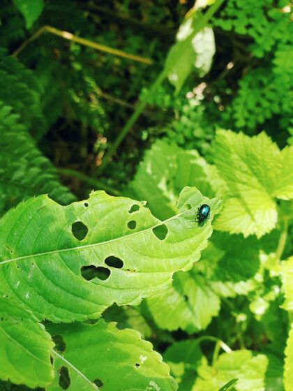 野生一只蓝色虫子坐在绿叶上的垂直特写镜头野生动物蝴蝶花园