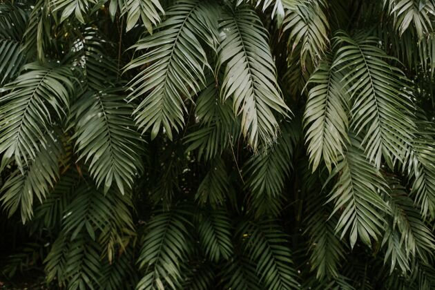 异国情调棕榈树叶的纹理-完美的壁纸或背景树封闭自然