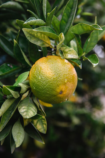 酸橙绿叶上的黄色果实葡萄柚农产品水果