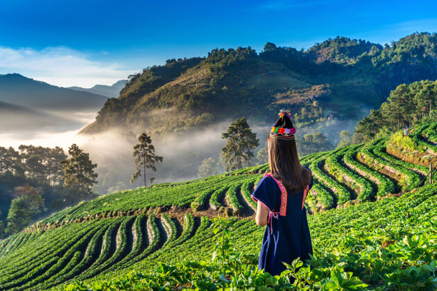 田地泰国清迈多昂康草莓园里穿着山地部落服装的女人泰国麦农场