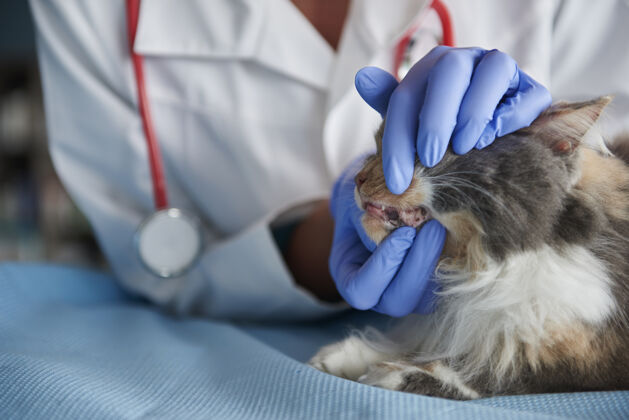 医生兽医正在检查猫的牙齿人手检查动物