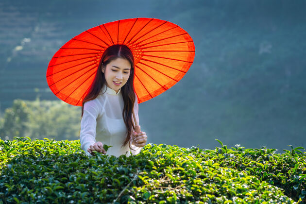 女人穿着越南传统文化的亚洲女人在绿茶地里草莓茶风景