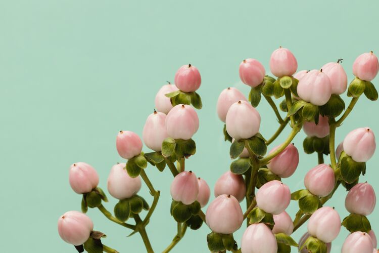 平面春暖花开水平植物花