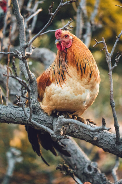 家禽橙色公鸡栖息在树枝上的选择性聚焦摄影动物家禽鸡
