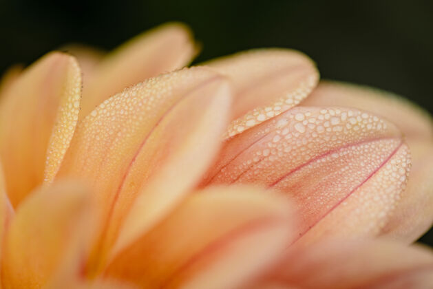 大丽花有水滴的粉红色花朵雏菊水滴花朵