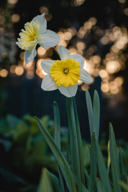 水仙花白色和黄色的花在倾斜移位镜头花花花瓣