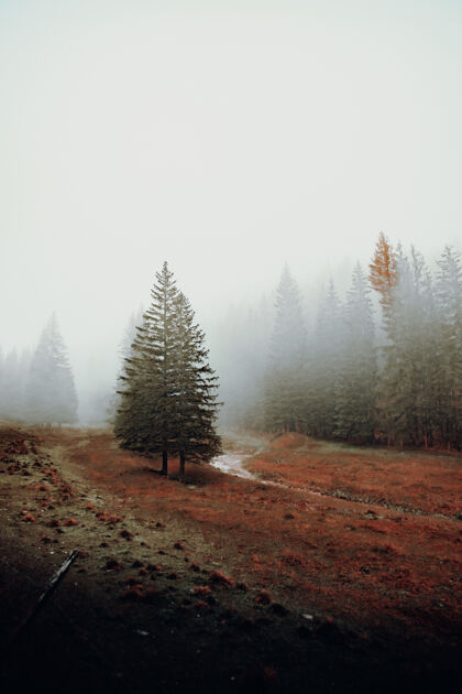 雾草地上的绿色松树针叶树冷杉云杉