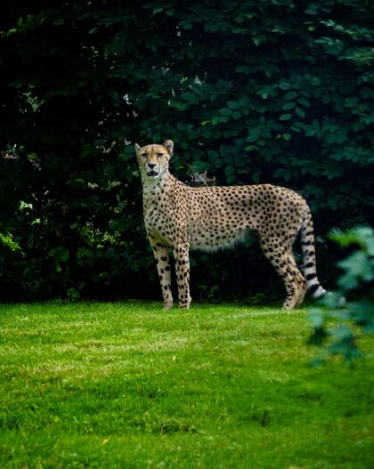 点一只猎豹站在草地上的垂直镜头 背景是绿叶野生动物自然野生