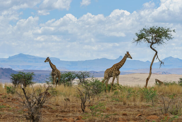 非洲非洲风景中的长颈鹿长克鲁格狩猎
