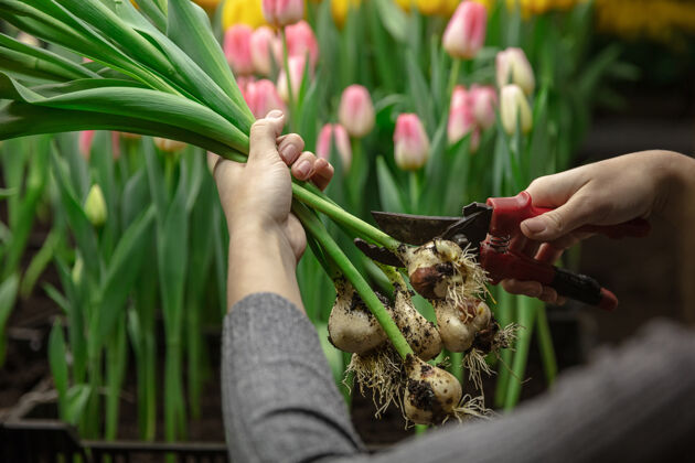 自然在温室里种植郁金香-为您的庆典精心制作精选春天的花朵 嫩粉色母亲节 妇女节 节日准备 明亮花束制作光明花店制造