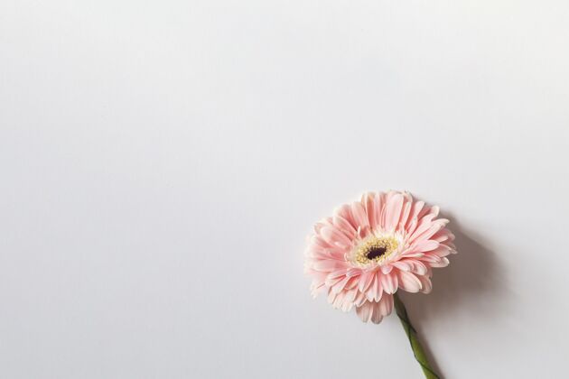 非洲菊粉红色非洲菊与白色背景的空间为您的文字春天植物学花园