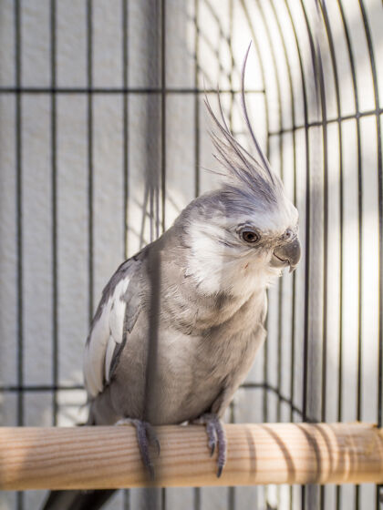 鹦鹉关在笼子里的科雷拉特写镜头野生动物自然小