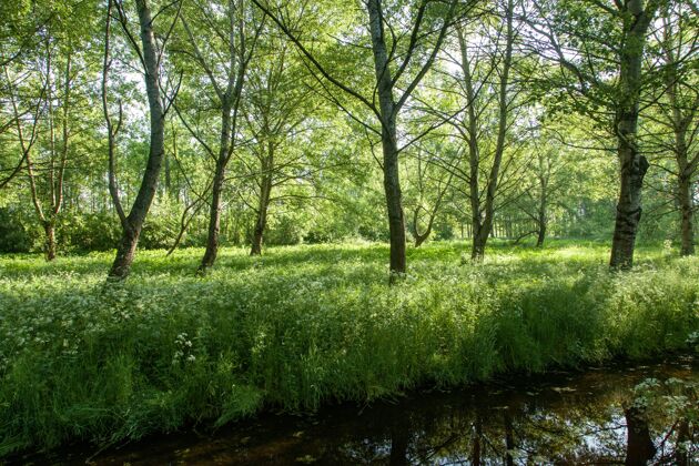 欧洲荷兰的绿色森林森林季节风景