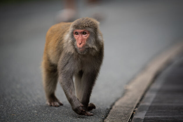 冬天街上一只日本猕猴的特写镜头中国日本公园
