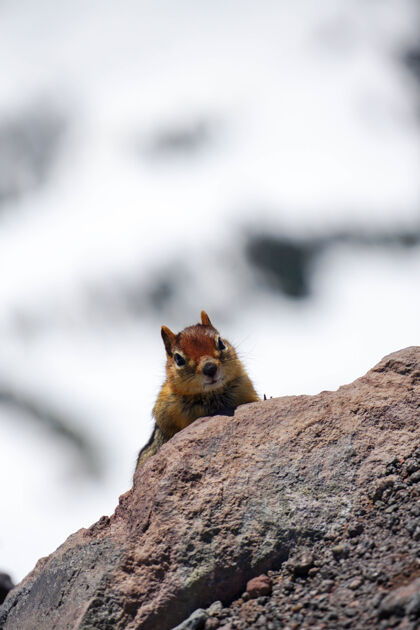 可爱一只花栗鼠在岩石上的垂直镜头森林公园哺乳动物