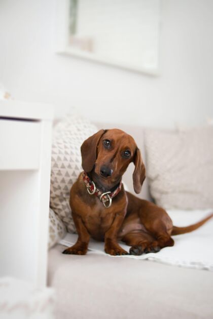 动物特写垂直拍摄的长耳腊肠犬孤立在一个白色沙发上封闭领子前面