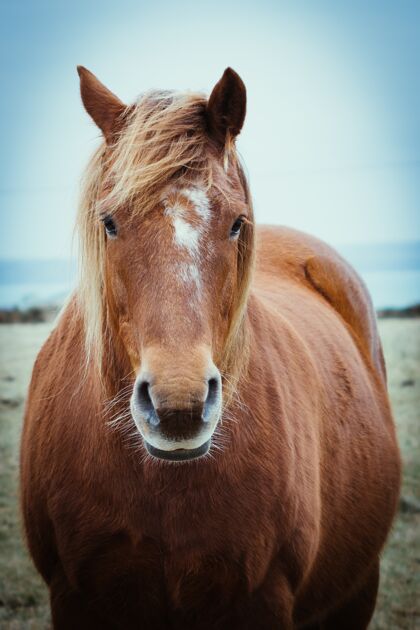 模型一匹优雅的棕色长鬃马的正面图轮廓马毛皮