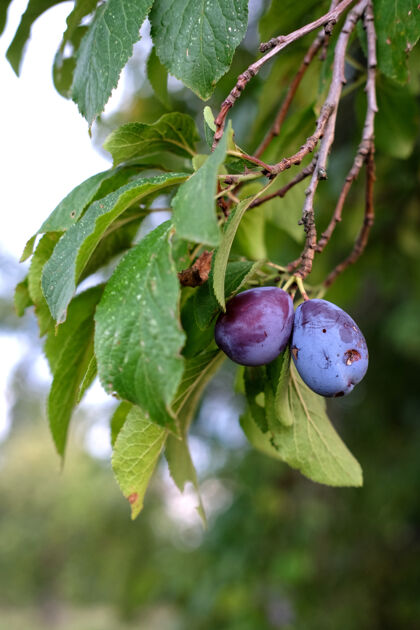 健康一个水果李子枝的垂直镜头背景叶水果