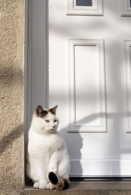 肖像猫坐在门附近晒太阳房子户外猫
