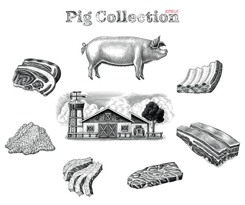 猪猪元素黑白雕刻风格设置素描素描产品