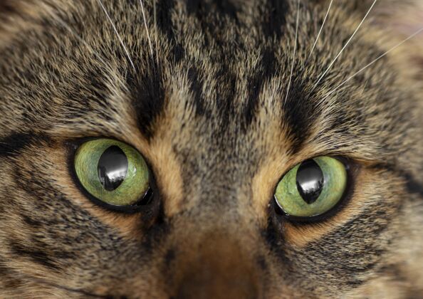 动物闭上漂亮的绿眼睛猫宠物猫里面