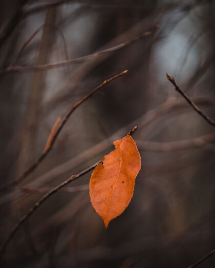 秋天选择性聚焦拍摄树枝上的棕色叶子户外公园背景