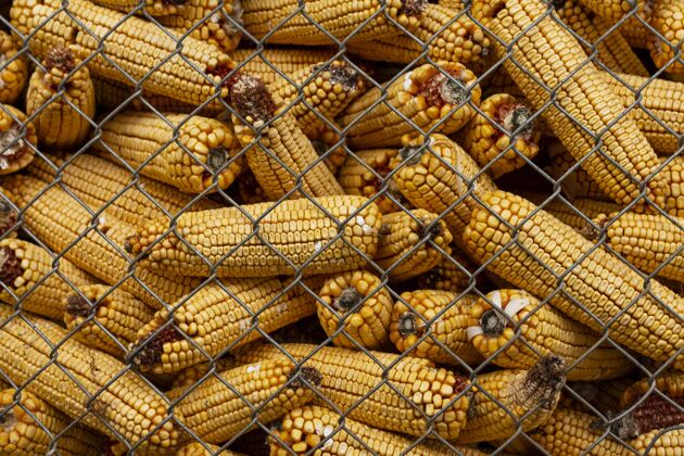 农场有玉米棒子的乡村生活方式动物乡村玉米芯